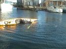 Filnavn=scull_balance_henriette.wmv
Filstørrelse=6464KB
Dimensioner=640x480
Tilføjet dato=06. Nov., 2004 scull_balance_henriette.wmv